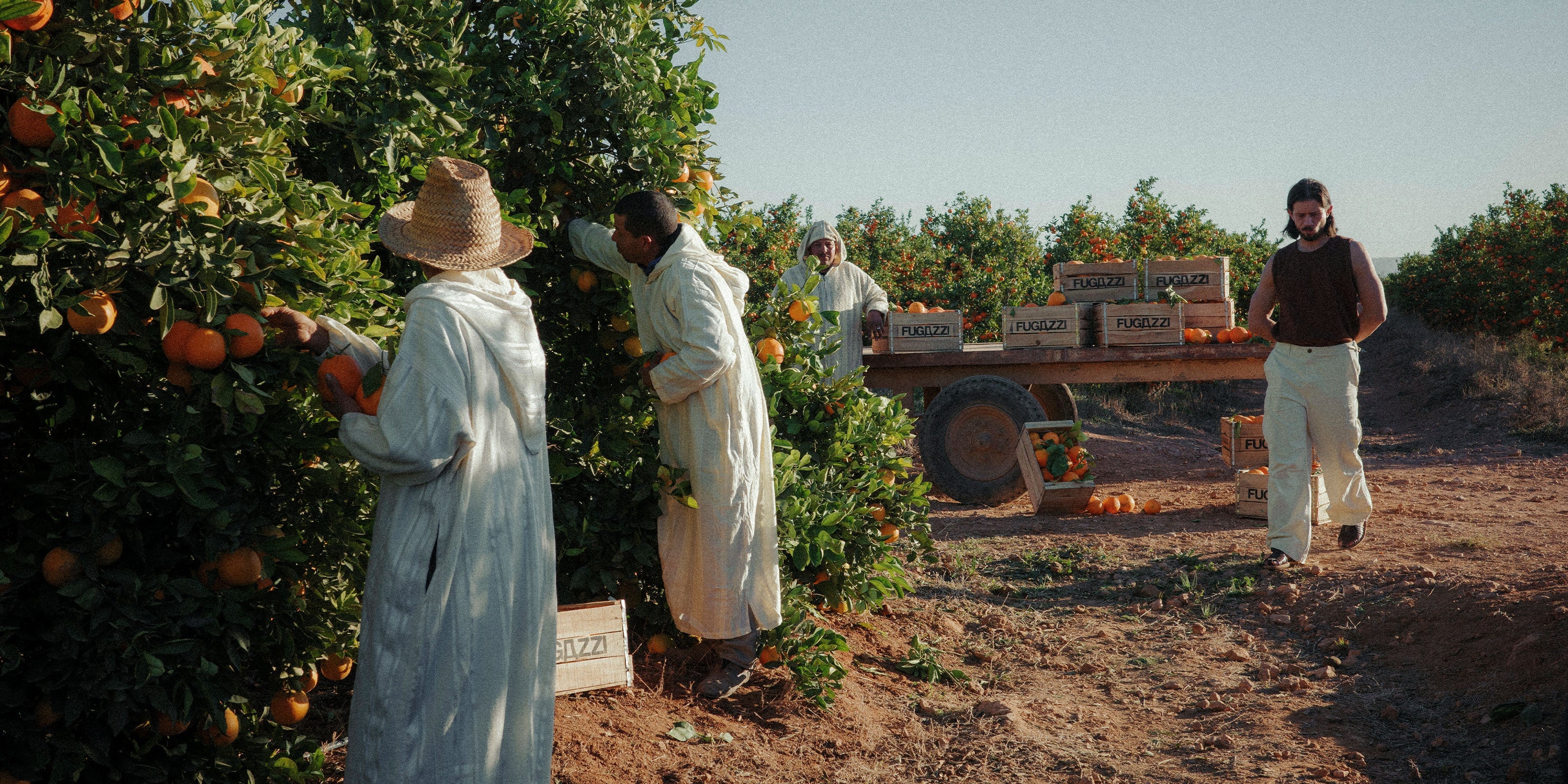 Männer auf einer Plantage die Orangen pflücken
