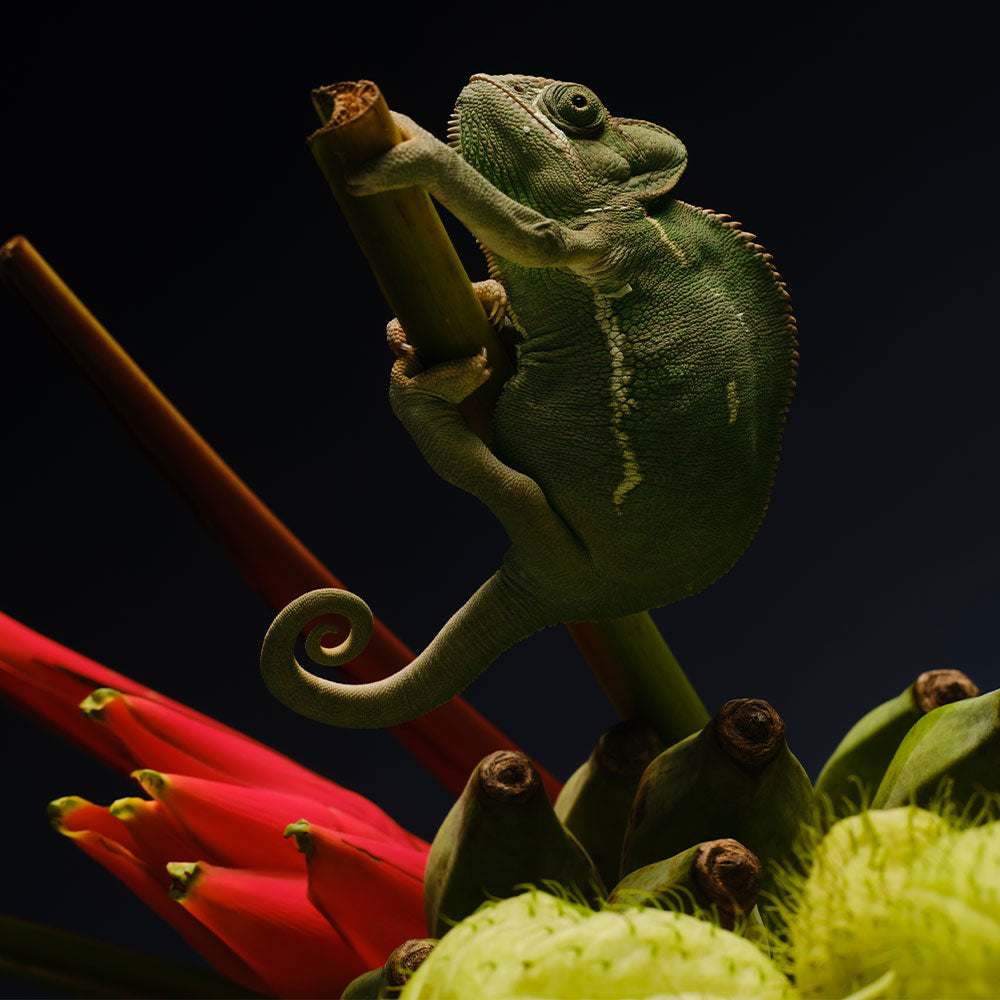 Hakuna Matata – Eau de Parfum – 27ml