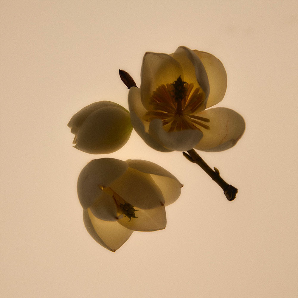 GWP: Green Cedar 1st Edition – Eau de Parfum – 6ml