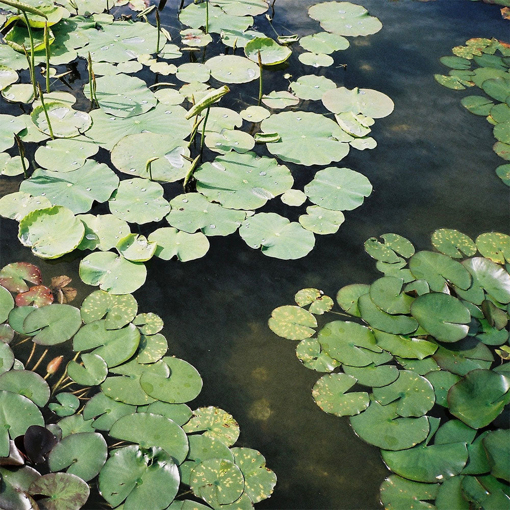 Scene 01 – Room Spray