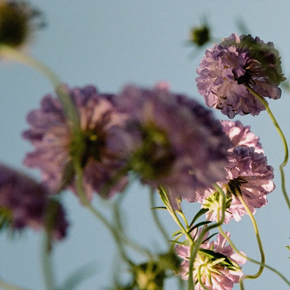 Scene 02 – Room Spray