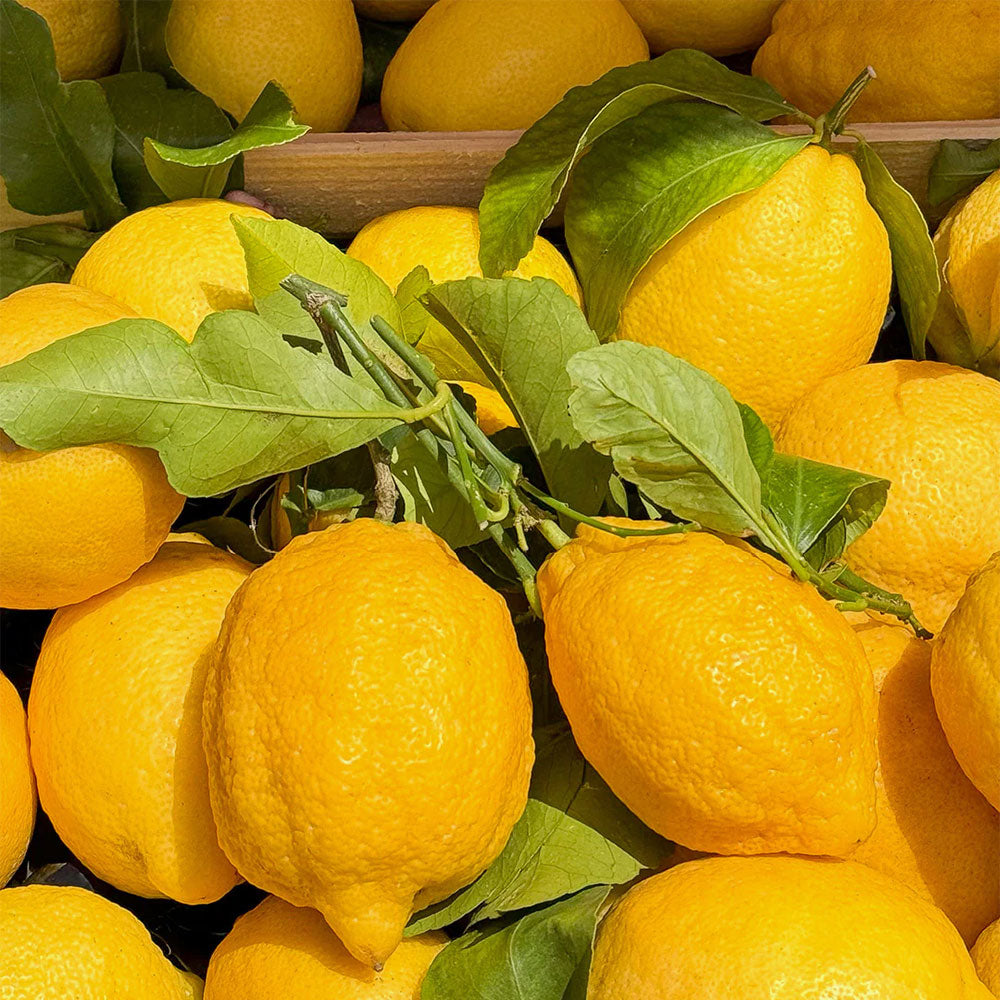 Citrus Riviera – Eau de Parfum – 100ml