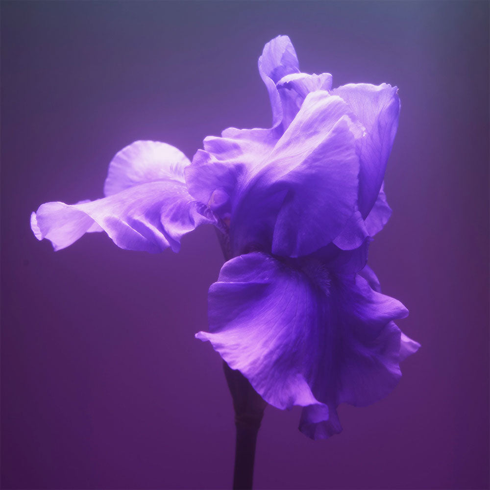 BDK Parfums Gris Charnel – Eau de Parfum – 10ml von Mathilde Bijaoui in der Duftnote Holzig, Cremig, Fruchtig