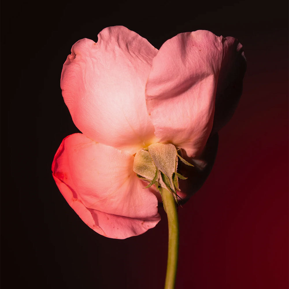 Tabac Rose – Eau de Parfum – 100ml