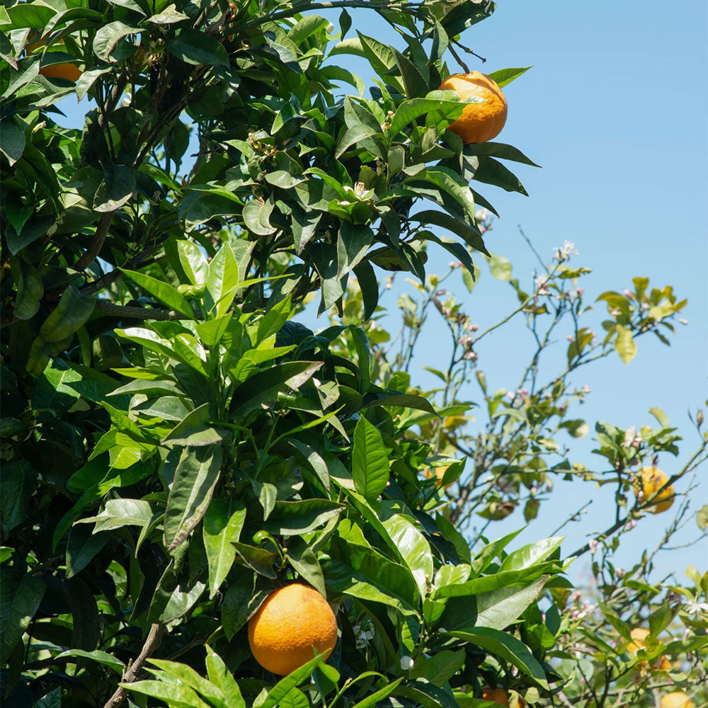 Villa Neroli – Eau de Parfum – Sample