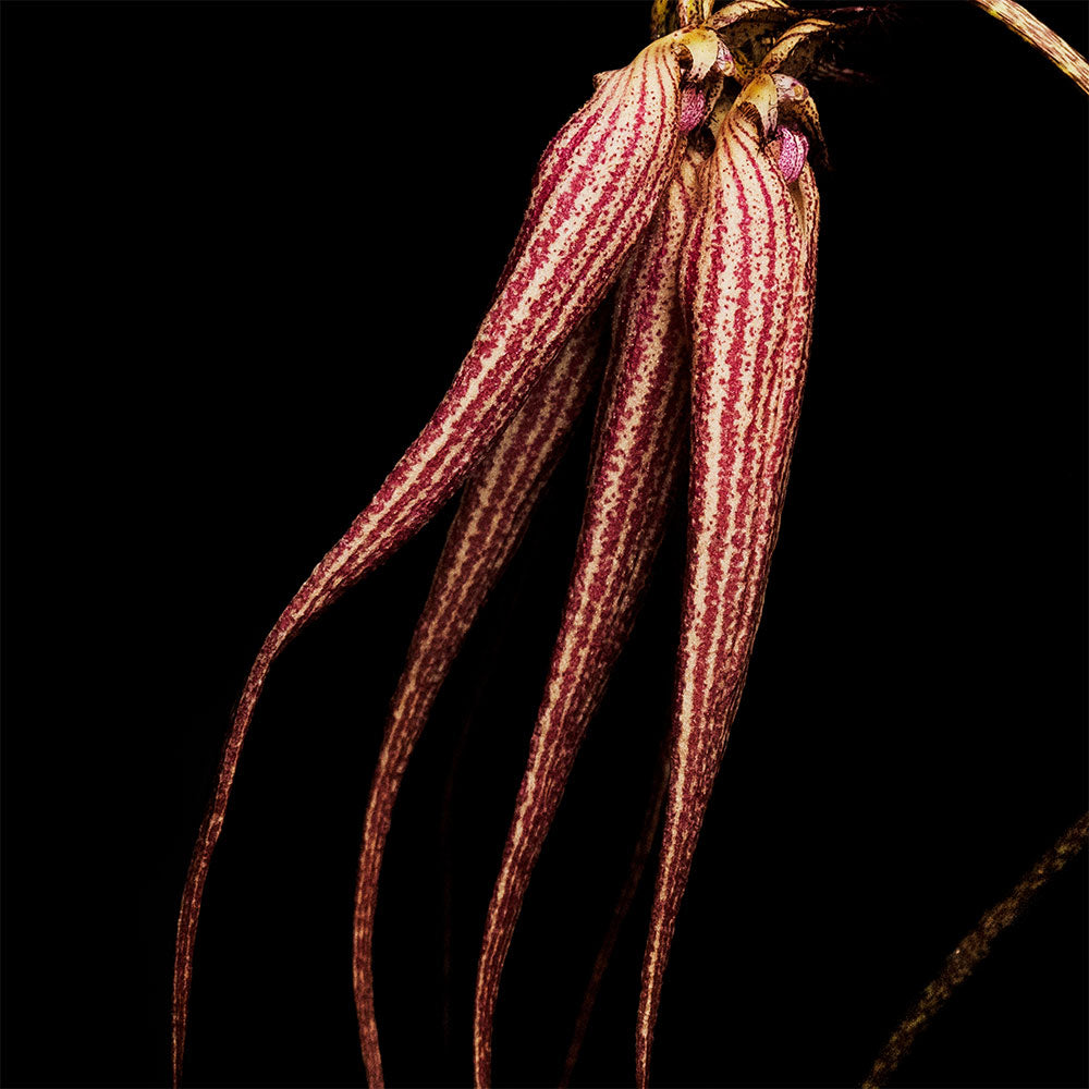 Bal d'Afrique – Absolu de Parfum – Sample