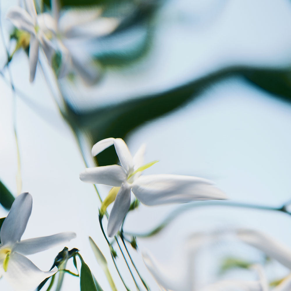 Blanche – Absolu de Parfum – 100ml