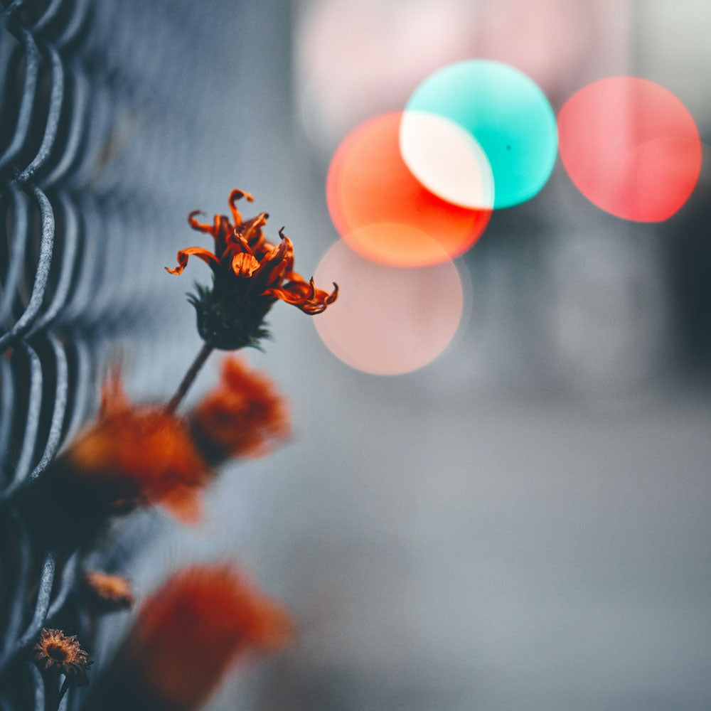 Woodberg Sprayflower – Fragrance Box